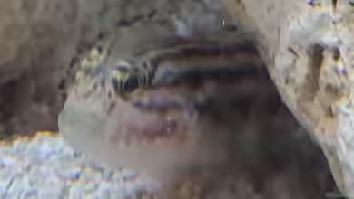 Lophogobius cyprinoides im Aquarium halten