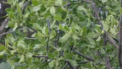 Loranthus europaeus im Garten pflanzen