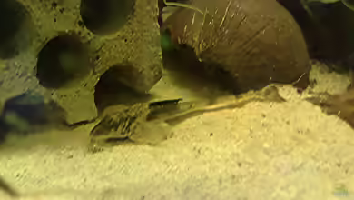 Loricaria simillima im Aquarium halten