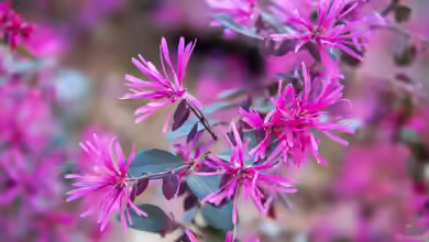 Loropetalum chinense im Garten pflanzen