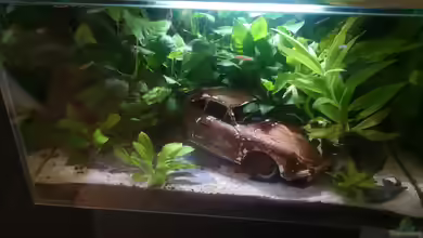 Lost Car -  Fluval Edge I von Mas Max