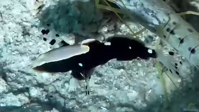 Lotilia graciliosal im Aquarium halten
