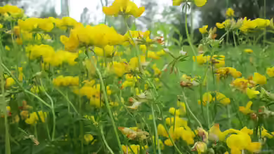 Lotus pedunculatus im Garten pflanzen