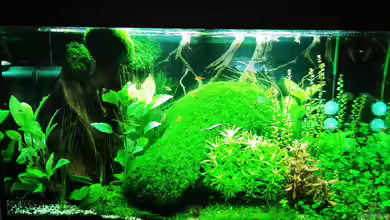 Low Budget Aquascape