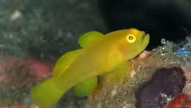 Lubricogobius exiguus im Aquarium halten