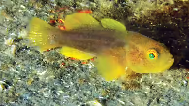 Lubricogobius nanus im Aquarium halten