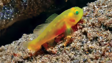 Lubricogobius tre im Aquarium halten