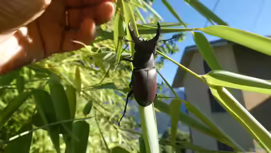 Lucanus cervus im Garten