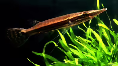 Luciocephalus pulcher im Aquarium halten