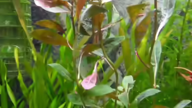 Ludwigia glandulosa im Aquarium pflanzen