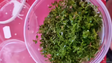 Ludwigia palustris im Aquarium pflanzen