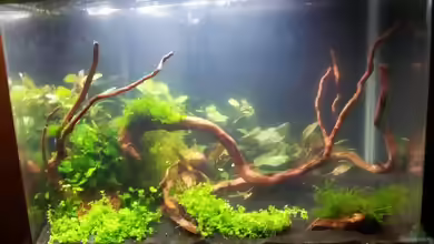 Ludwigia repens im Aquarium pflanzen