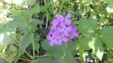 Lunaria annua im Garten pflanzen