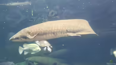 Lungenfische - Die erstaunlichen Überlebenskünstler der Evolution