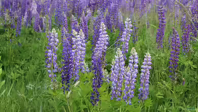 Lupinen - Die Wunderpflanzen der Zukunft?