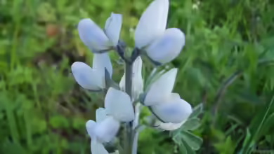 Lupinus albus im Garten pflanzen