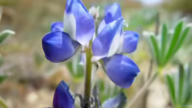 Lupinus angustifolius im Garten pflanzen