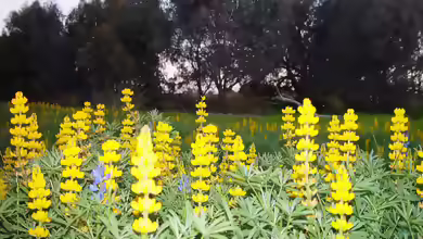 Lupinus luteus im Garten pflanzen