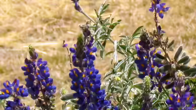 Lupinus mutabilis im Garten pflanzen