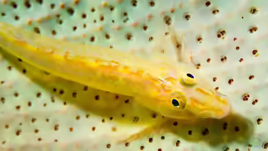 Luposicya lupus im Aquarium halten