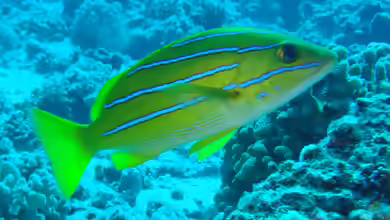 Lutjanus kasmira im Aquarium halten