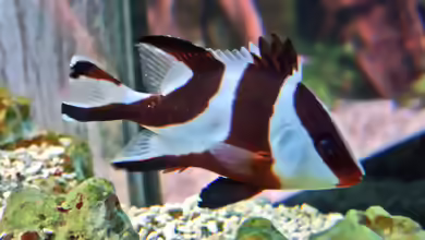Lutjanus sebae im Aquarium halten
