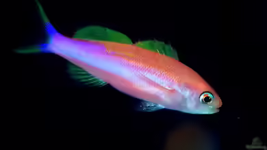 Luzonichthys taeniatus im Aquarium halten