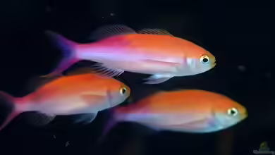 Luzonichthys waitei im Aquarium halten