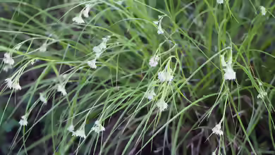 Luzula nivea im Garten pflanzen