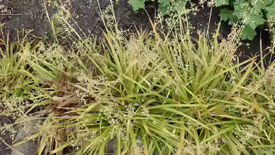Luzula sylvatica im Garten pflanzen