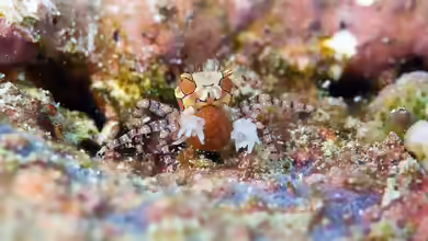Lybia edmondsoni im Aquarium halten