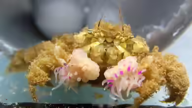 Lybia leptochelis im Aquarium halten