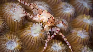 Lybia tessellata im Aquarium halten
