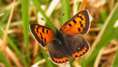 Lycaena phlaeas im Garten