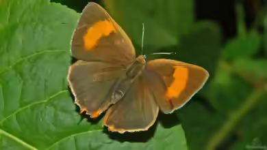 Lycaenidae im Garten