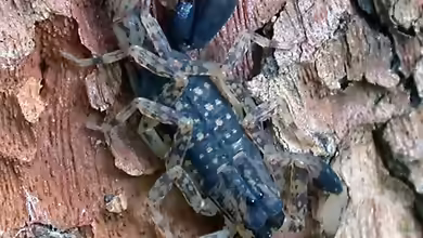 Lychas mucronatus im Terrarium halten
