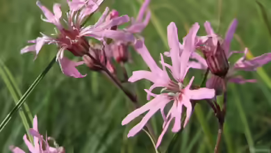 Lychnis flos-cuculi am Gartenteich