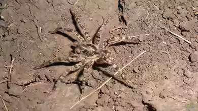Lycosa singoriensis im Terrarium halten
