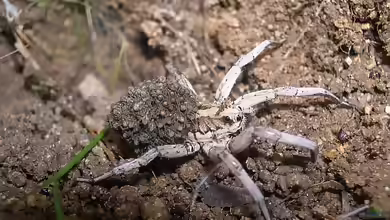 Lycosa tarantula im Terrarium halten