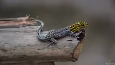 Lygodactylus picturatus im Terrarium halten
