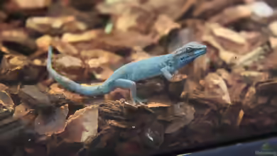 Lygodactylus williamsi im Terrarium halten