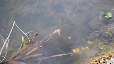 Lymnaea stagnalis im Gartenteich halten
