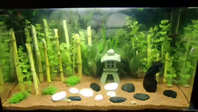 Lysimachia nummularia im Aquarium pflanzen