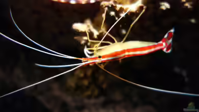 Lysmata amboinensis im Aquarium halten
