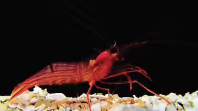 Lysmata ankeri im Aquarium halten