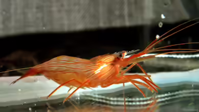 Lysmata boggessi im Aquarium halten