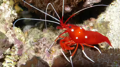 Lysmata debelius im Aquarium halten