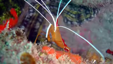 Lysmata grabhami im Aquarium halten
