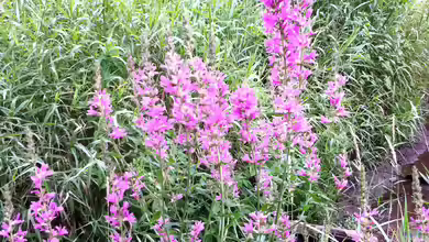 Lythrum salicaria am Gartenteich pflegen