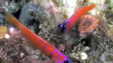Lythrypnus dalli im Aquarium halten
